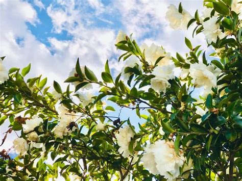 花樹種類|庭木におすすめの常緑樹38種！低木、中木、高木、花木、果樹、。